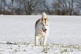 SIBERIAN HUSKY 467